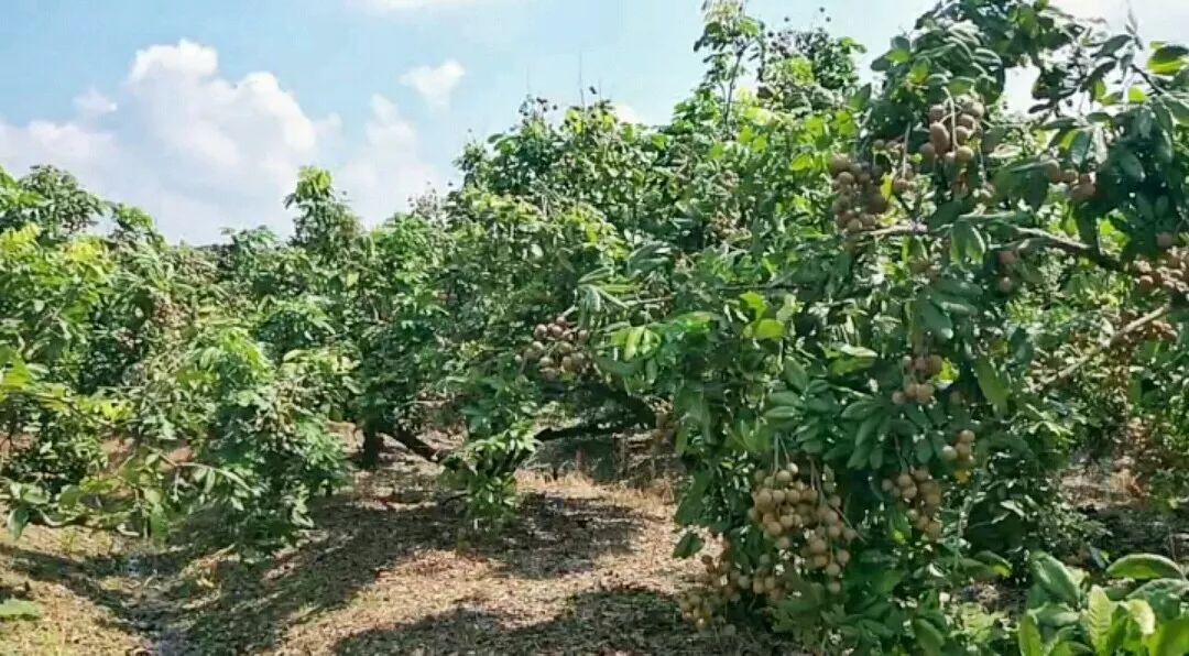 露从今夜白,细品饶平草埔龙眼而知秋