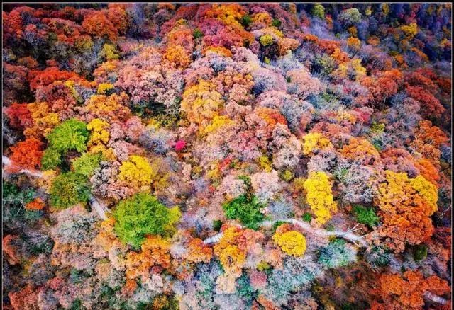 白露蒹葭苍苍白露为霜