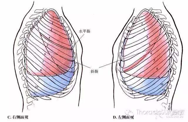 肺斜裂 来自搜狐网