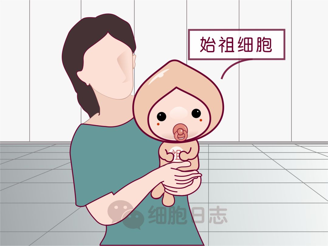 科普造血干细胞你了解多少