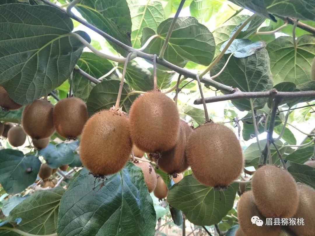 9月,猕猴桃果园管理做好五大要点,丰产有保障