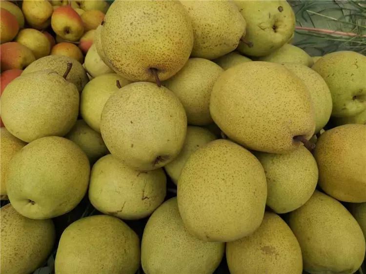 各大展位上,牛角乌梨,云南红梨,石榴,苹果,蜜桃等10多种水果透着新鲜