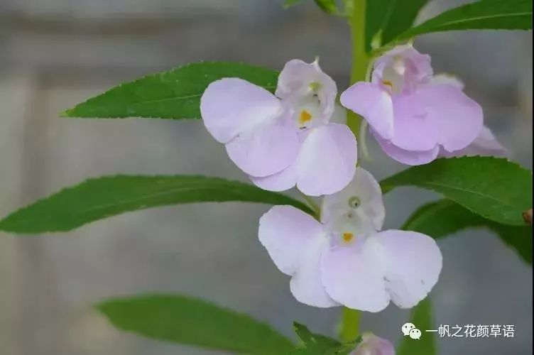 鳳仙花的花期大約在每年的6-8月,花二三朵同生葉腋,不整齊,花萼有一距