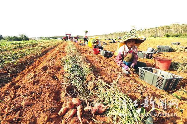 广东雷州杨家镇:红薯种植种红扶贫产业