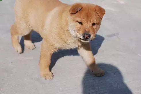 李斯临刑哀叹:"吾欲与若复牵黄犬俱出……岂可得乎?