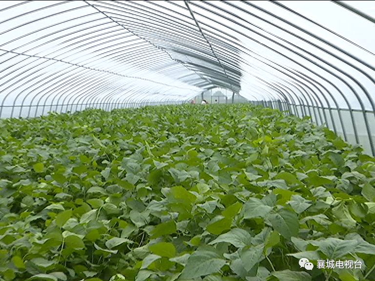 乡村振兴i汾陈镇宋堂村发展豆丹养殖小青虫成就大产业