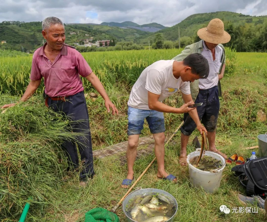 圖畫西邑20190147期又是一年稻花香裡說豐年2019保山補麻村稻花魚收穫