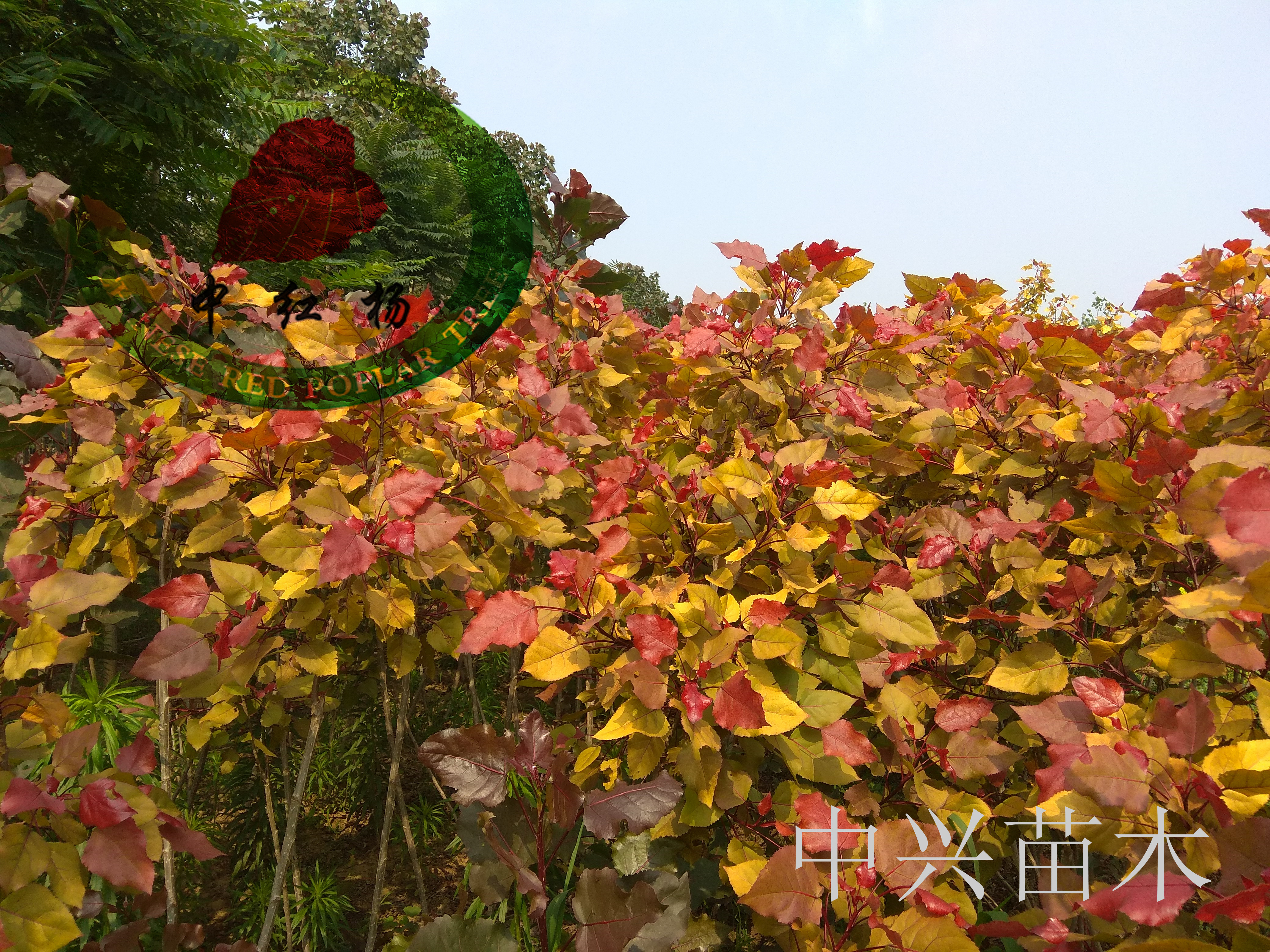 红叶杨树种植前景(红叶杨树是什么品种)