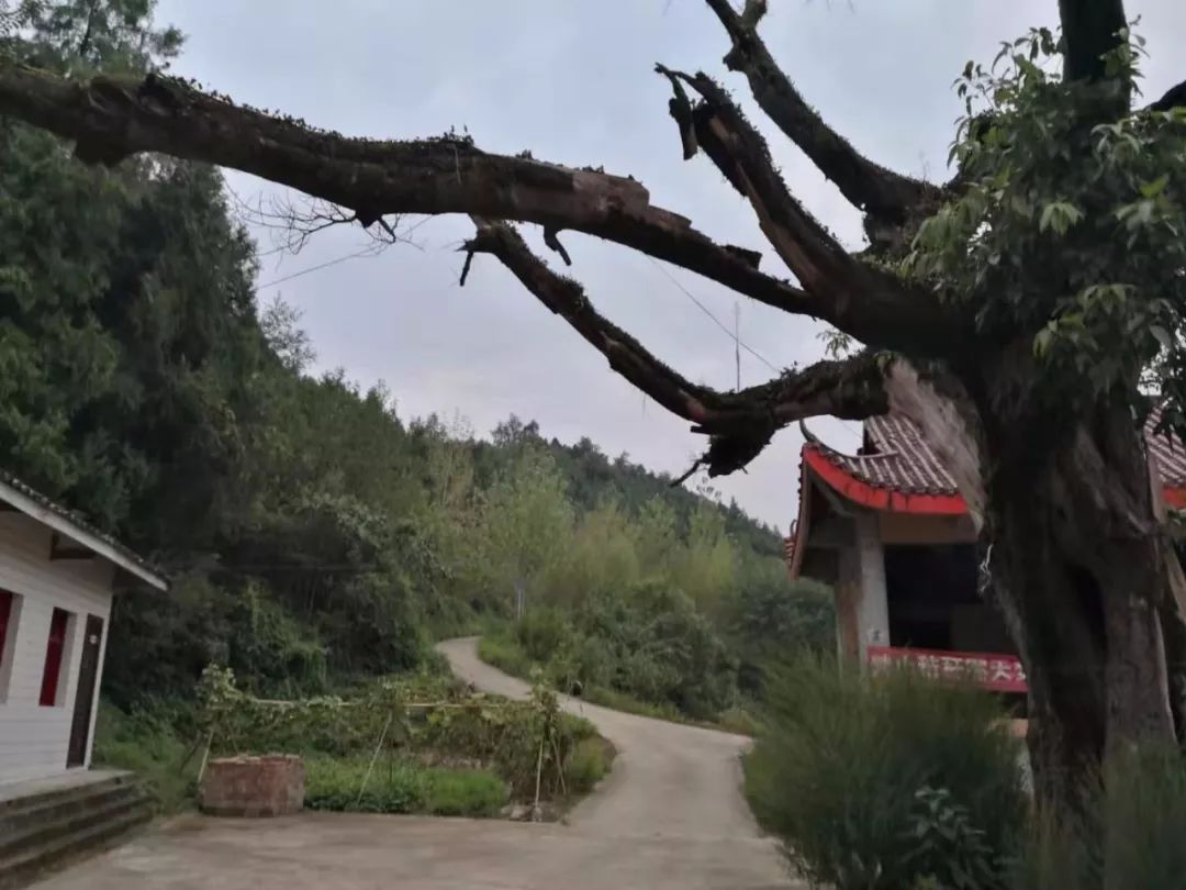 网友爆料:南部县永定镇养活村村委会前有一颗贴牌保护的古树,但因为