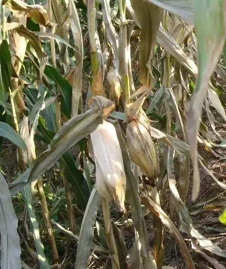 玉米收获前为什么会突然暴死?严重减产