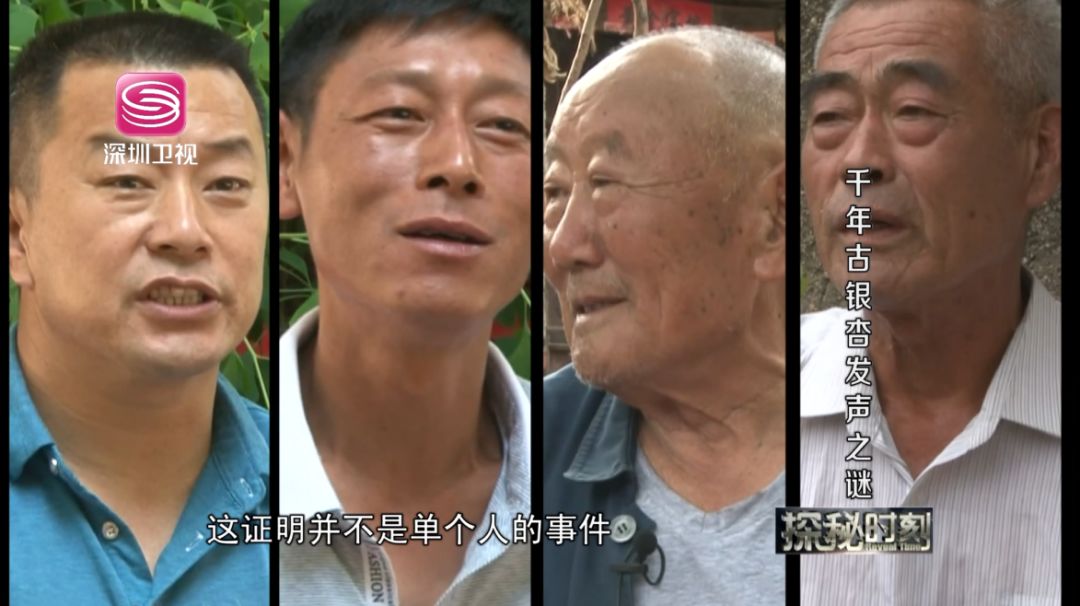 安丘城顶山千年银杏树会发声深圳卫视探秘时刻栏目组带你解密