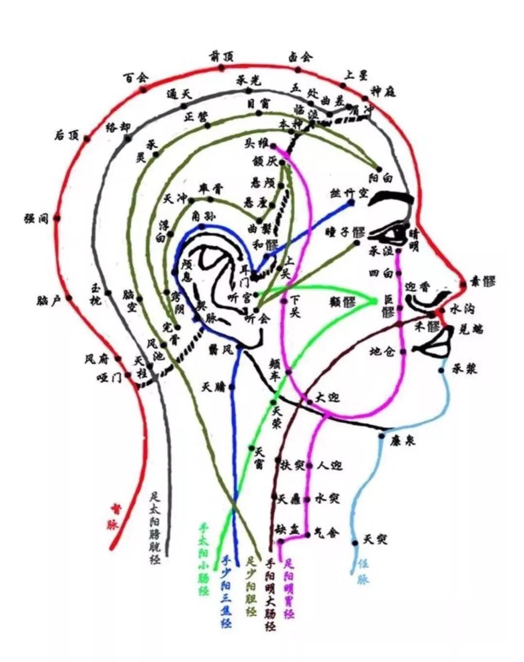 头疗的9条经络 分布图图片