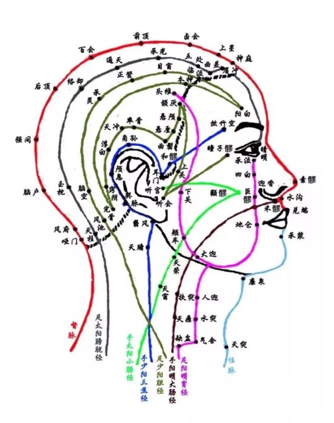 头部十二经络图解大图图片
