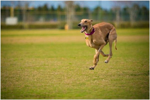 格力犬后腿外八图片图片