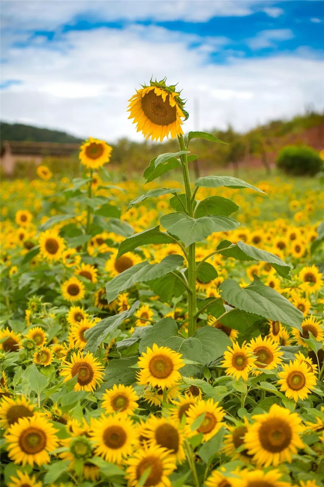 阳光给向日葵花田披上了一层金色在蓝天下王东|摄影王东|摄影昨天(7日