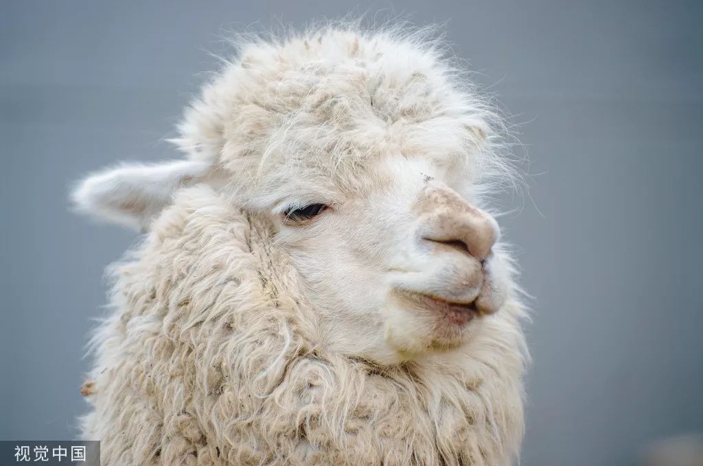 在第二年的薅羊毛日,史莱克看着同龄羊面无表情地排队
