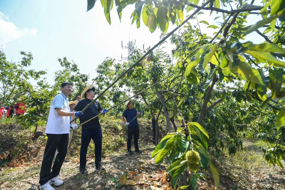 成熟的栗子樹都長得非常高大采摘時需用竹竿把滿樹的栗子刺苞敲落