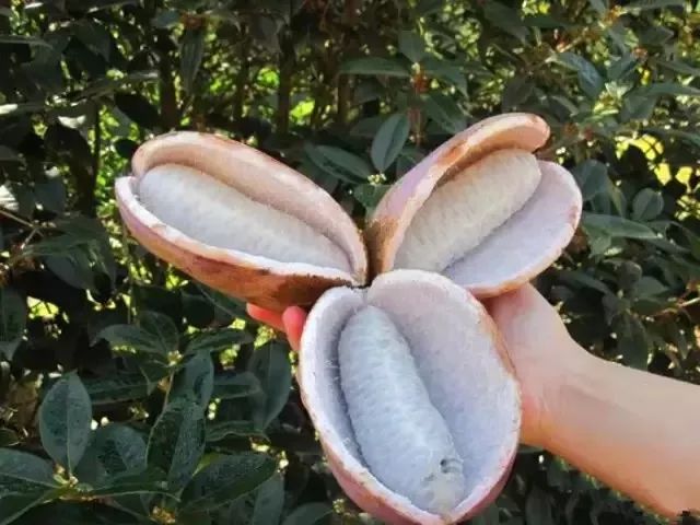 黄狗朊子,一般生长在海拔三四百米的深山中,常见于山沟溪流边,果实到