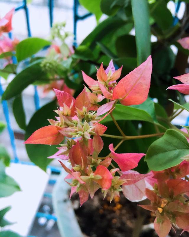 养盆栽三角梅这1点不能少才能花满枝连续不断的开花