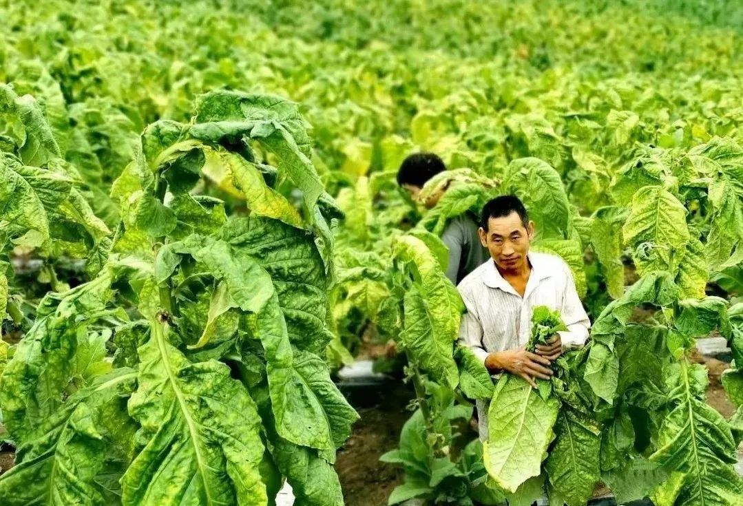 脱贫攻坚早阳镇烟农采摘烤烟农活忙