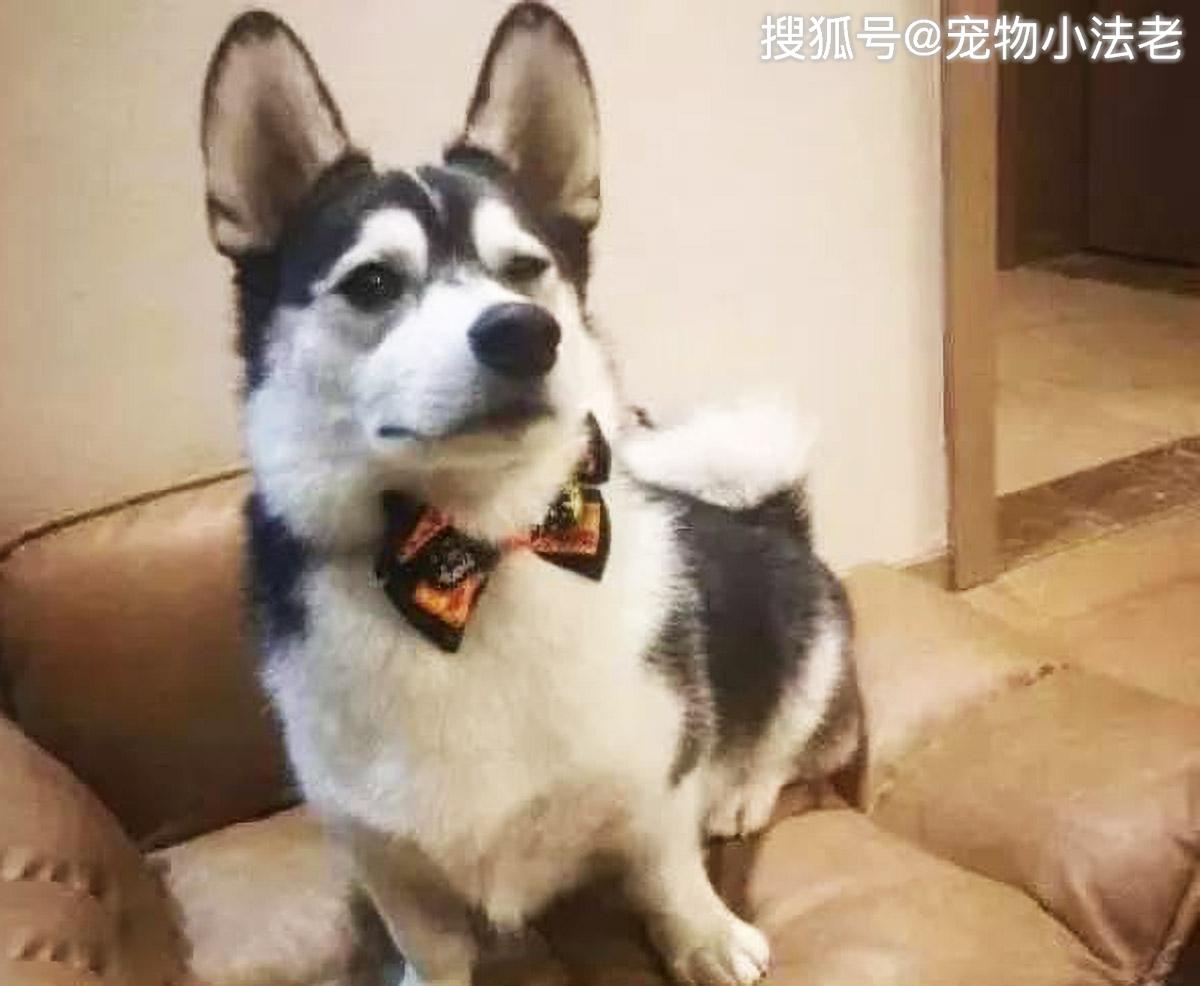 男子喜欢二哈和柯基但是条件不允许最终弄出了一个哈士基