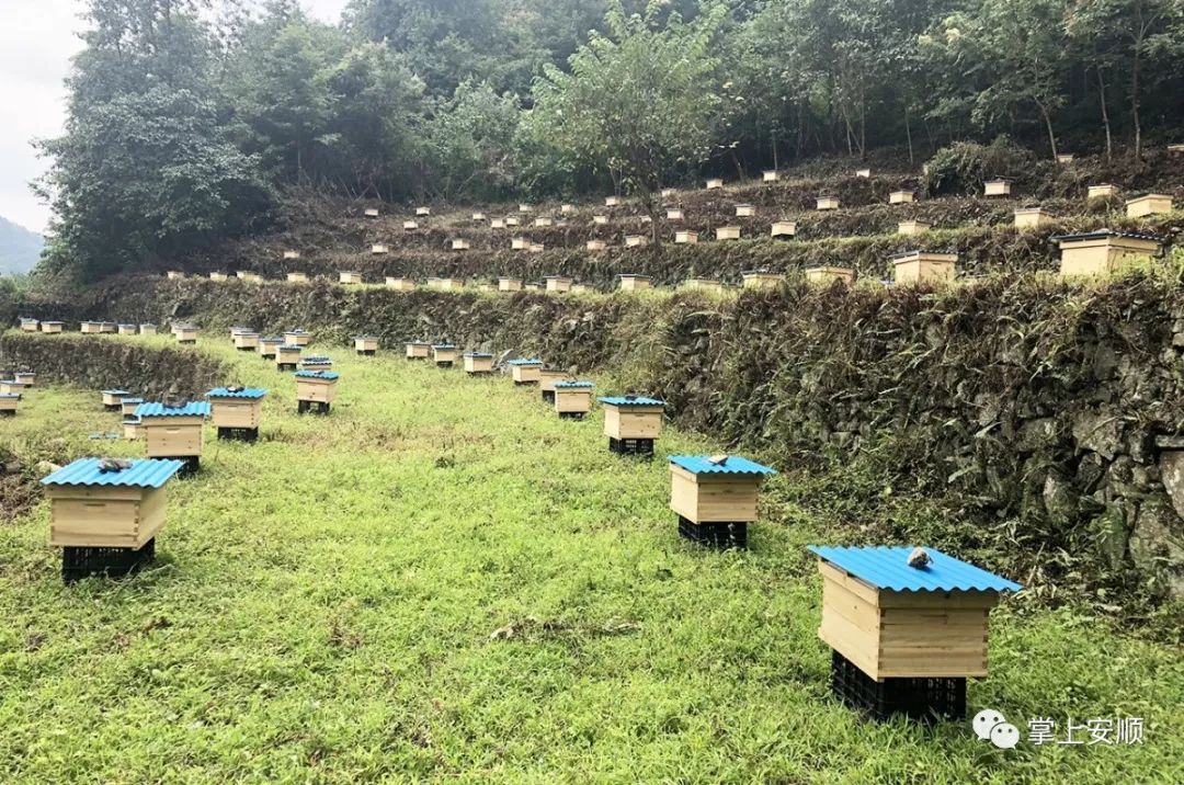 察看养蜂基地发展情况市政府秘书长王洪勇参加调研.