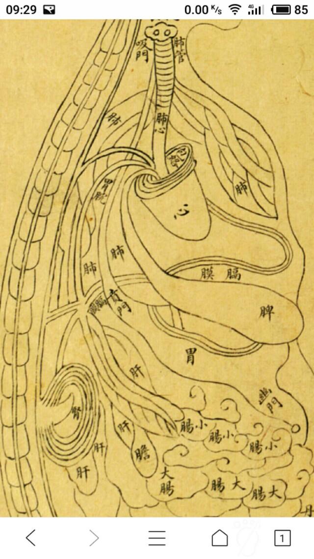 清朝的人体解剖图,让非医学专业的我们,也会看明白人体结构_丹田
