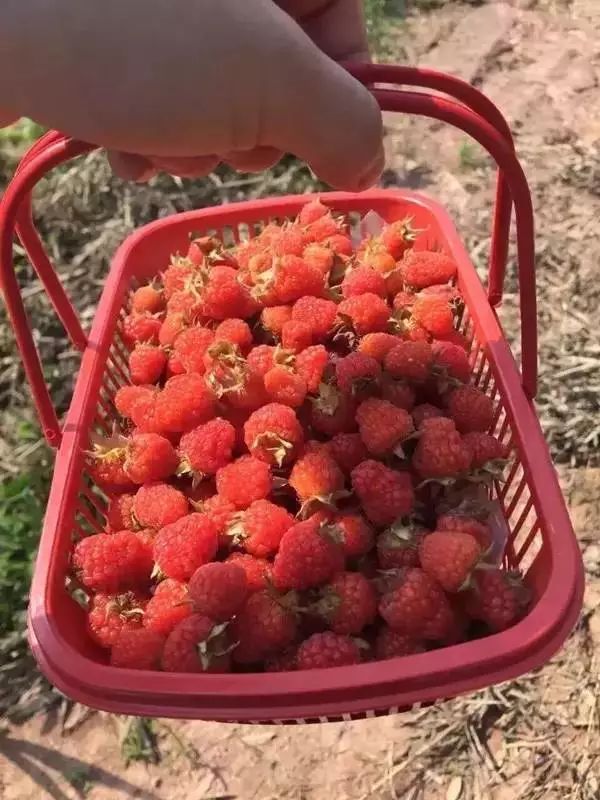 130多元一公斤!峨眉最常见的野果身价暴涨!全村人靠它发财!_果实