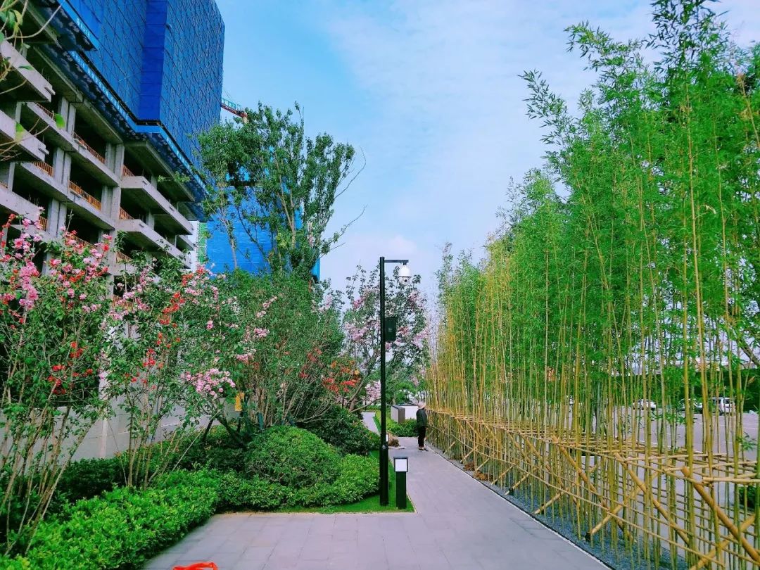 在世悦府售楼部内外,使用了大量的刚竹,除了作为景观的装饰外,还给