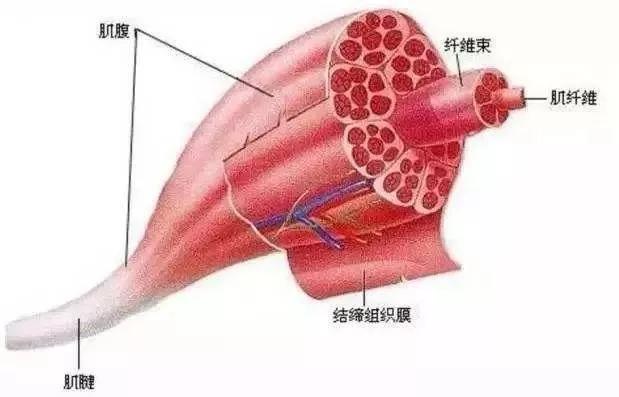 肌组织的有氧代谢能力是影响有氧耐力的重要因素