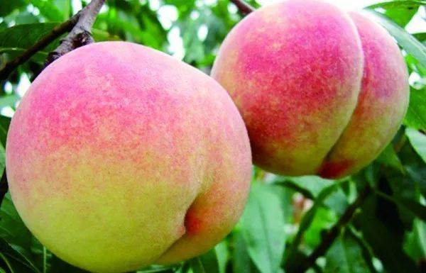 "外地的朋友都知道肥桃出名,在开始下桃子的时候,就