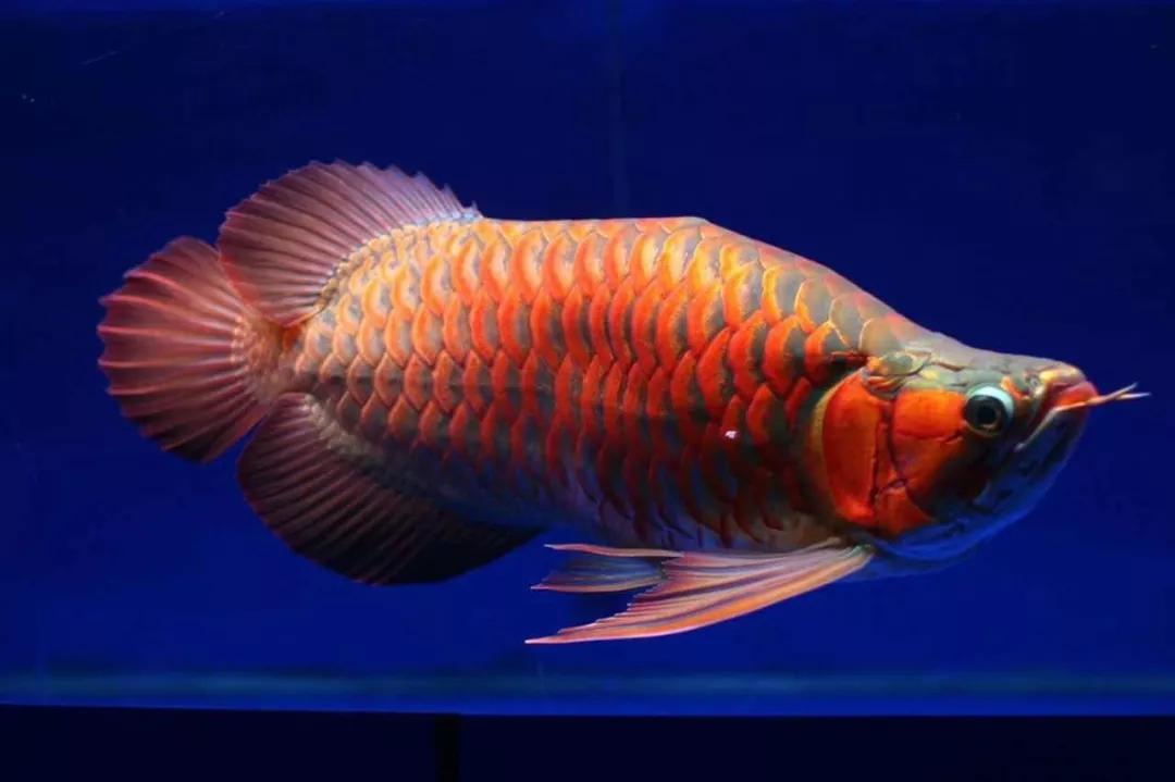 红龙发色四步曲你知道几部呢