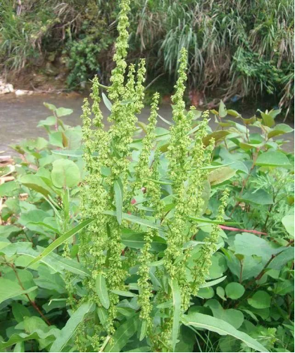 大秋收完玉米,这种野菜该出现了