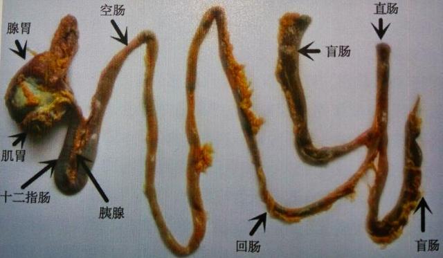 孔雀的消化系统主要由腺胃,肌胃,十二指肠,空肠,胰腺,回肠,盲肠,直肠