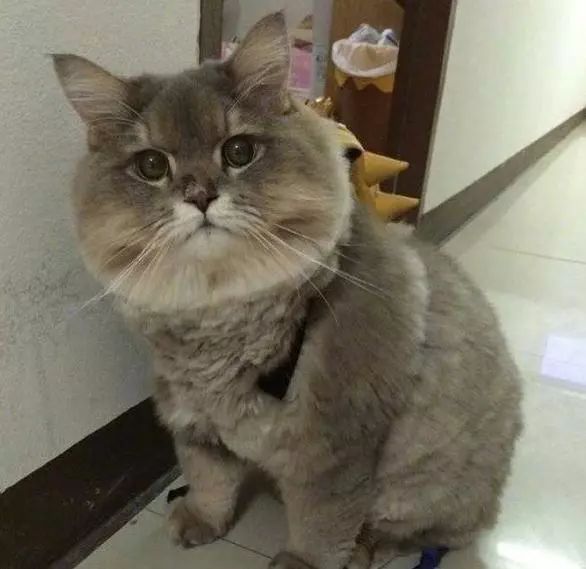 这只猫咪长得非常的可爱,因为长胖之后,双下巴都出来,这个脸简直能用
