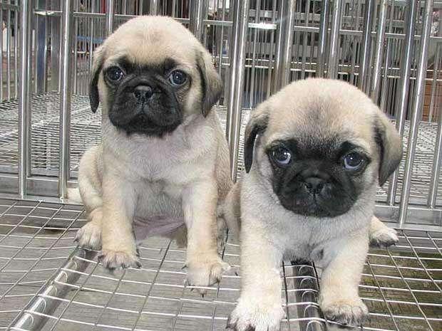 现在很多人都喜欢饲养巴哥犬,因为它丑萌的外表意外的吸引爱狗人士的