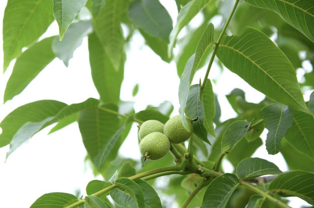 山西左权寺凹核桃甲天下核桃树王美名扬