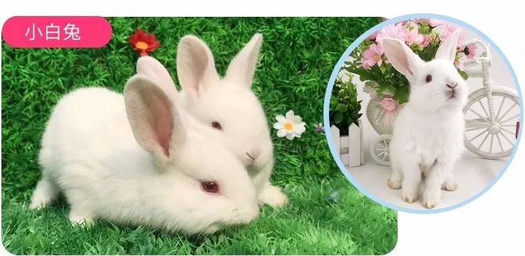 恒生惊现玉兔家园100只玉兔寻找主人快来领