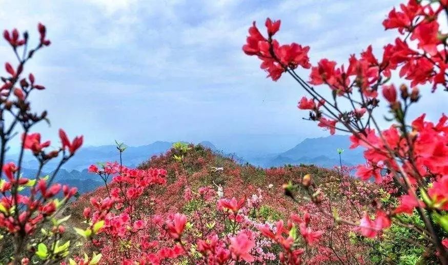 遂川县杜鹃：自然奇观与文化名片