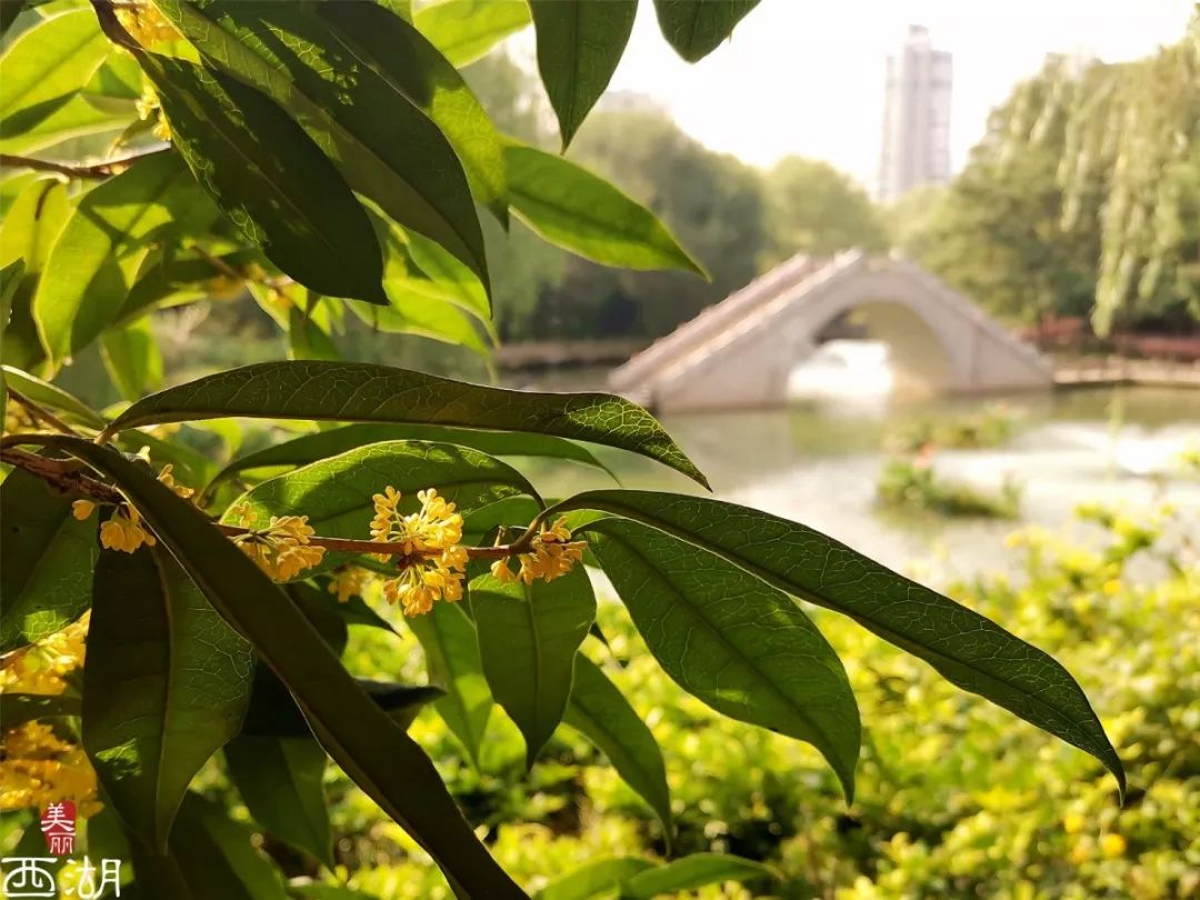 杭城第一波桂花香你闻到了吗?这些地方最浓郁_西湖