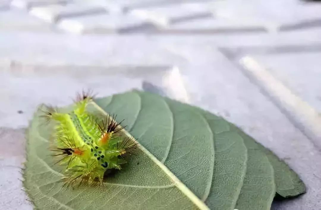 曝光广饶十大村霸名单个个都是狠角色