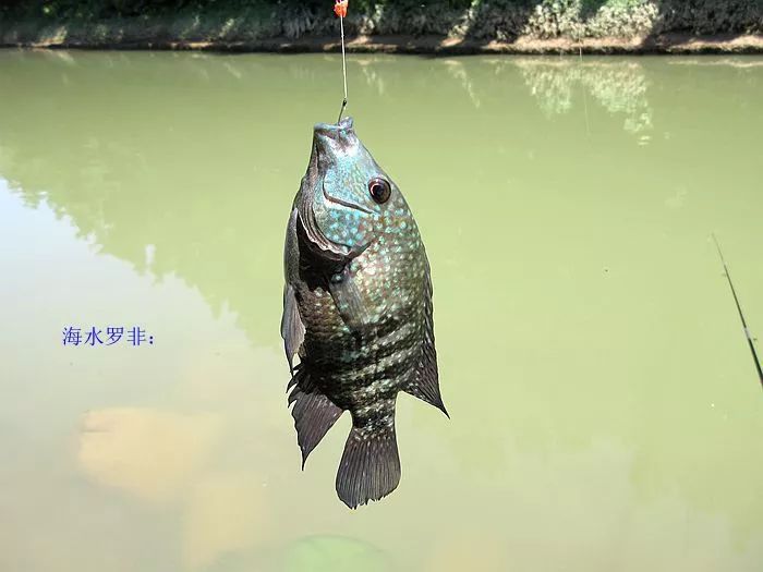 钓友原创野战蓝鲫大功臣助我打破两项纪录