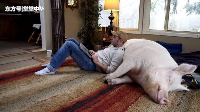 一个人和他的猪 来自搜狐网