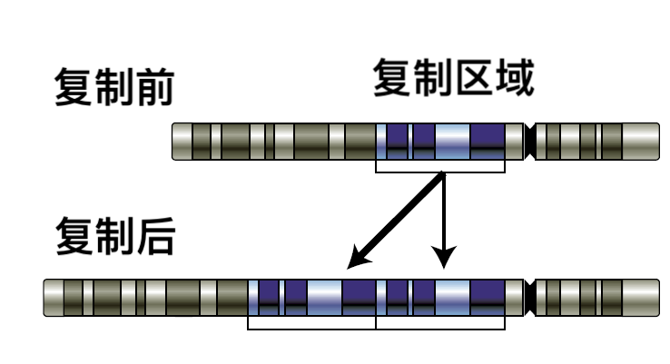 這裡講的基因複製,與dna複製(dna replication)的概念不同.