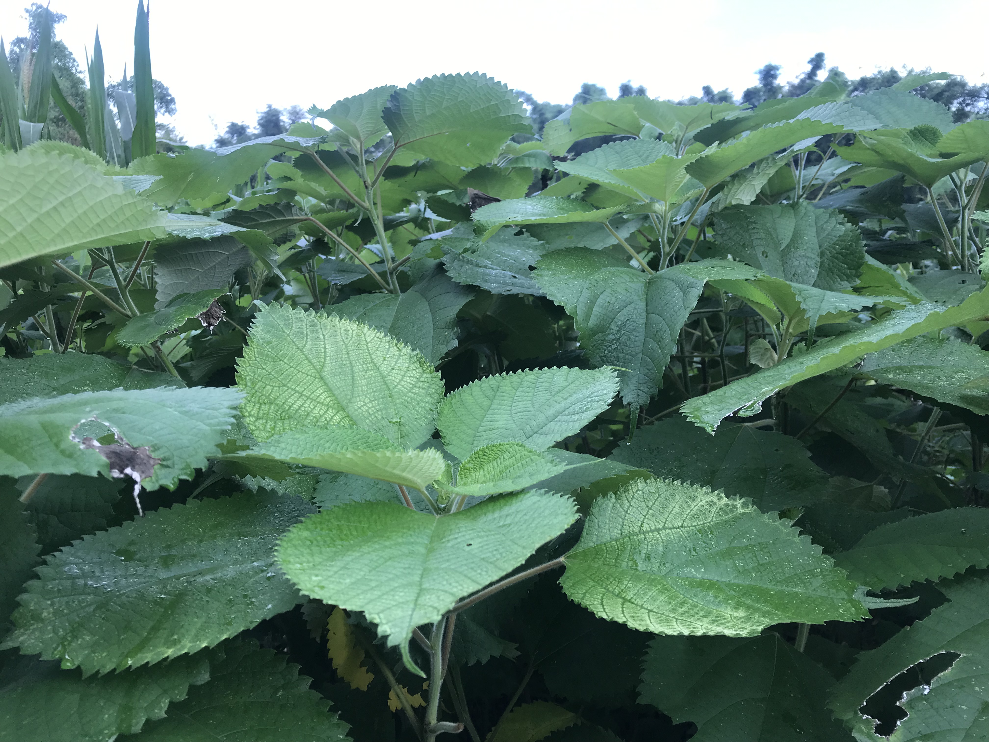 临沧有美食越南麻叶粑粑一份手工舂出来的美味