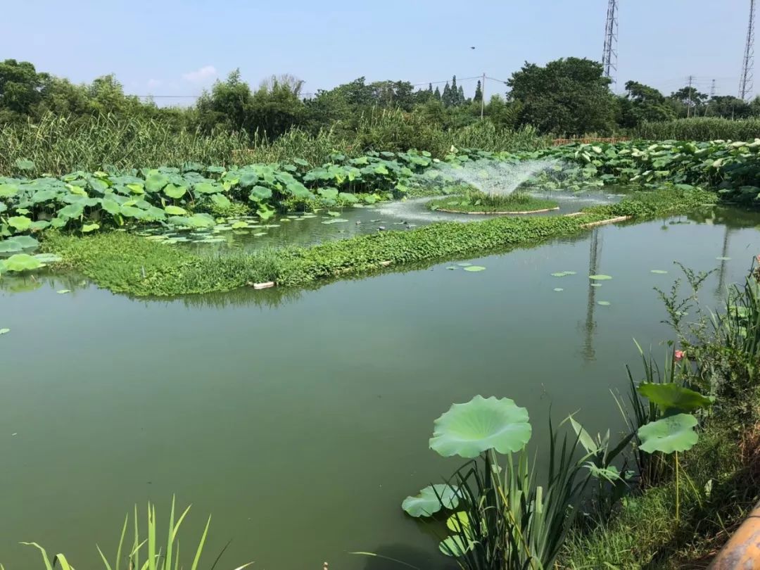 既可截污净水又能生态美化我县这项工作得到他们高度肯定