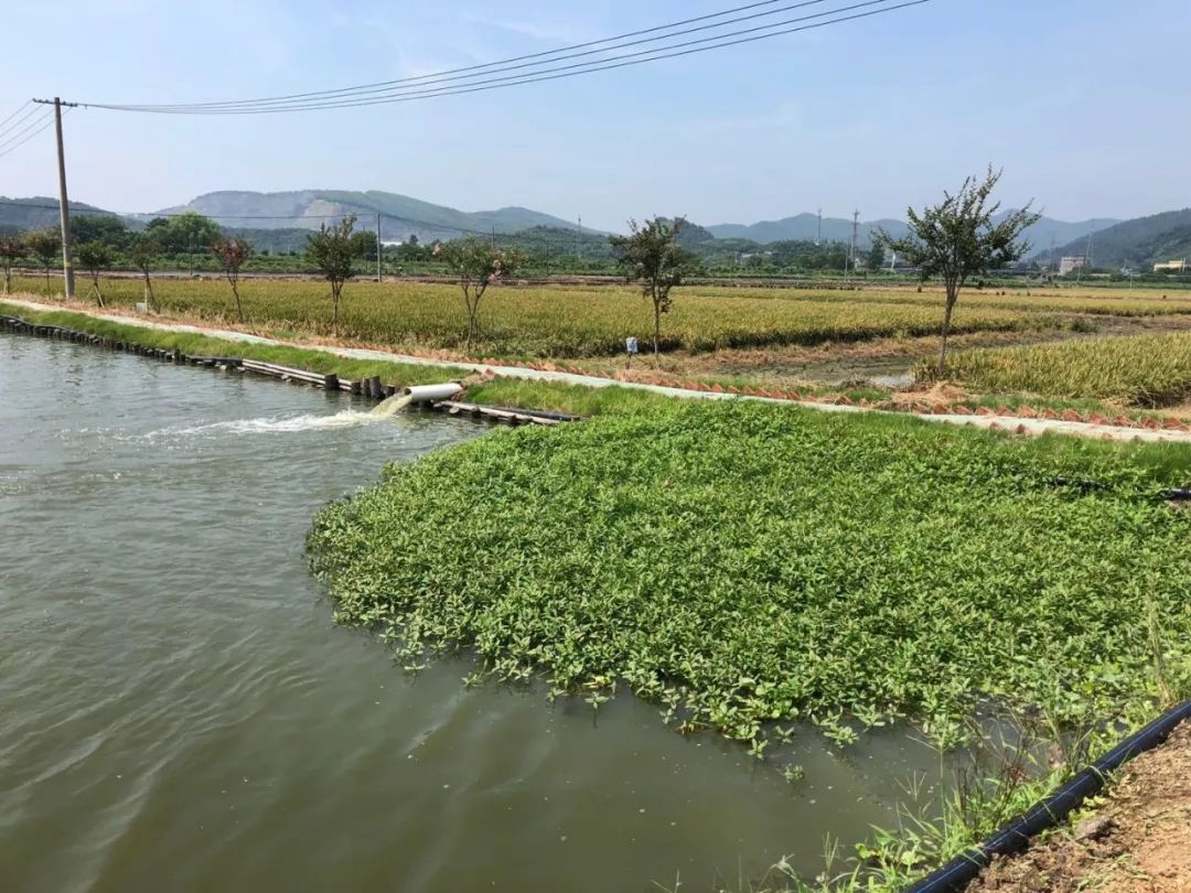 既可截污净水又能生态美化我县这项工作得到他们高度肯定