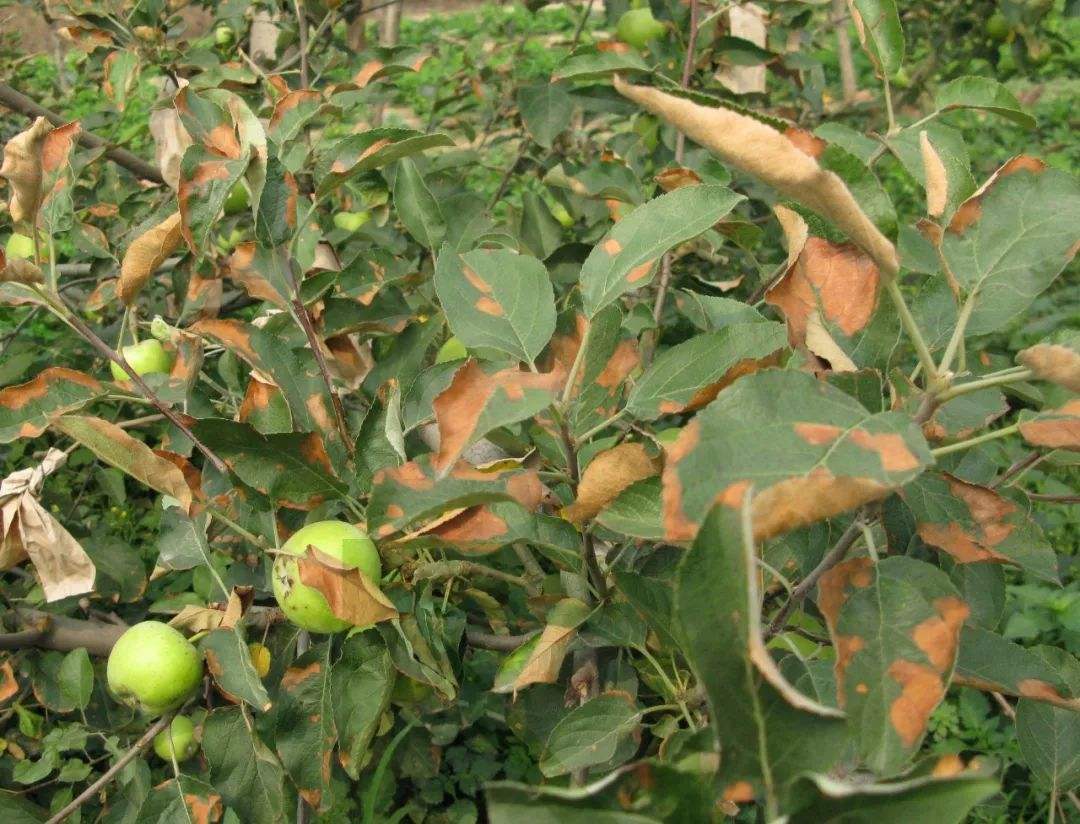 是药三分毒,果树发生药害可以这样补救_农药