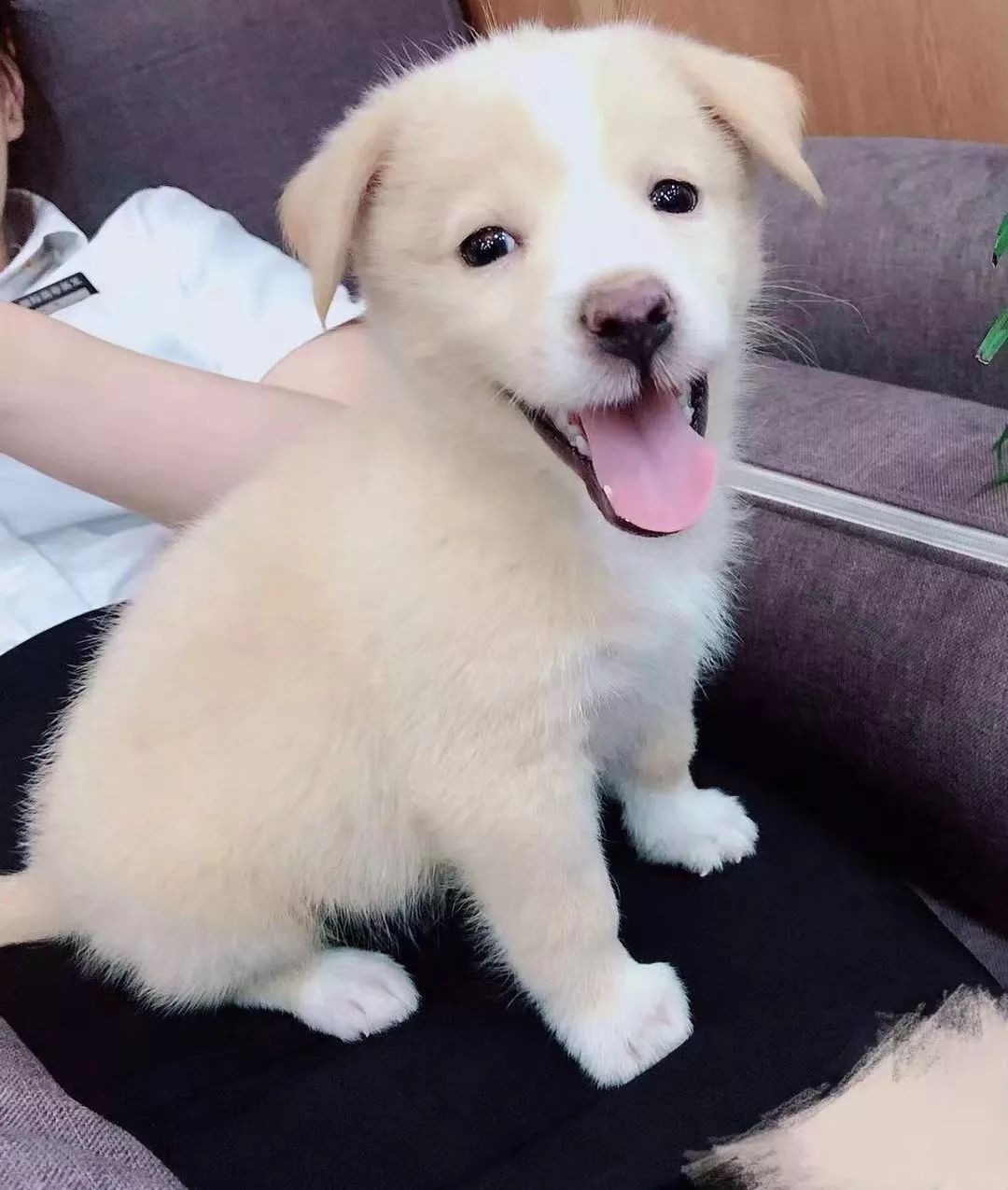 江苏常州小短腿狗狗找领养,超级可爱超级萌,求转发!