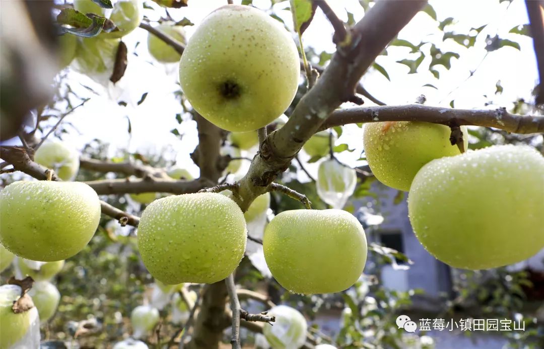 快来宝山寻宝明月苹果双节期间上市啦